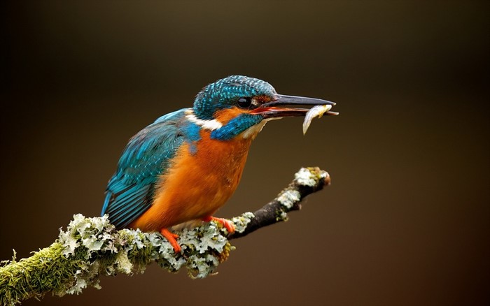Colorful Kingfisher with Fish on Branch