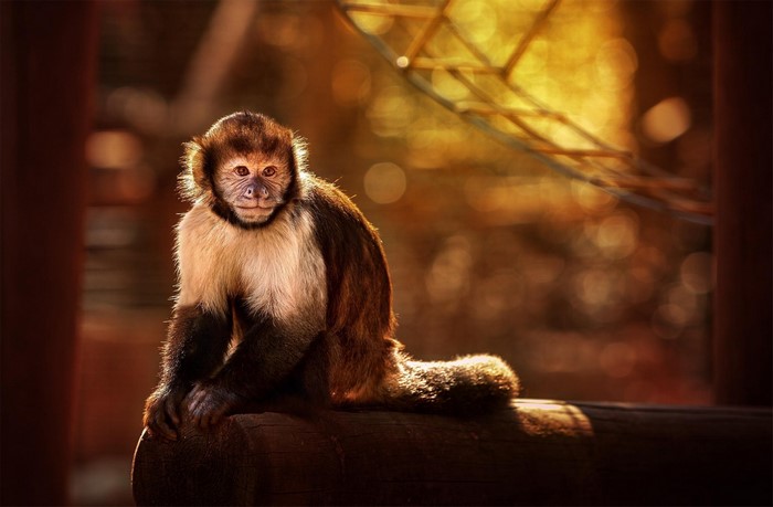 Monkey sitting on a log in warm light