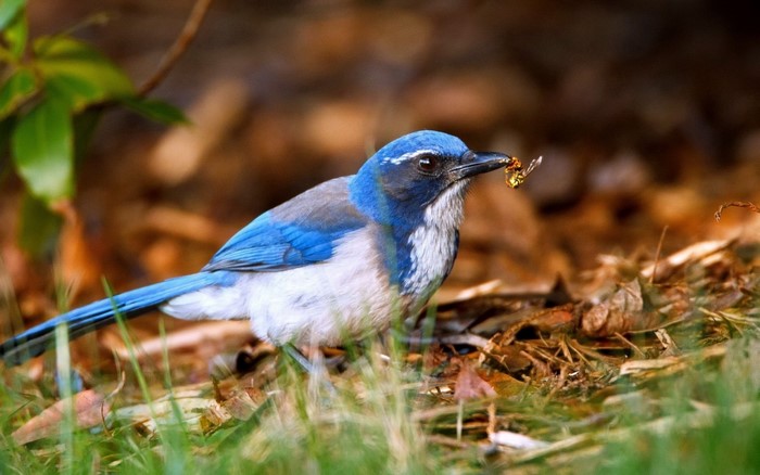 Blue Jay holding an insect in its beak
