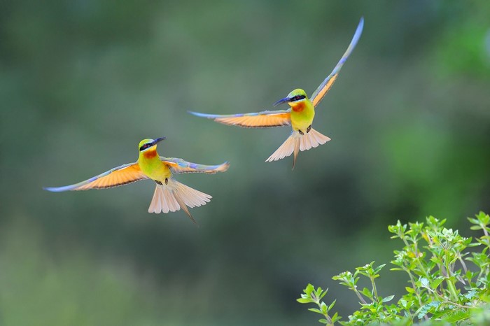 Colorful Bee Eaters in Flight Over Greenery