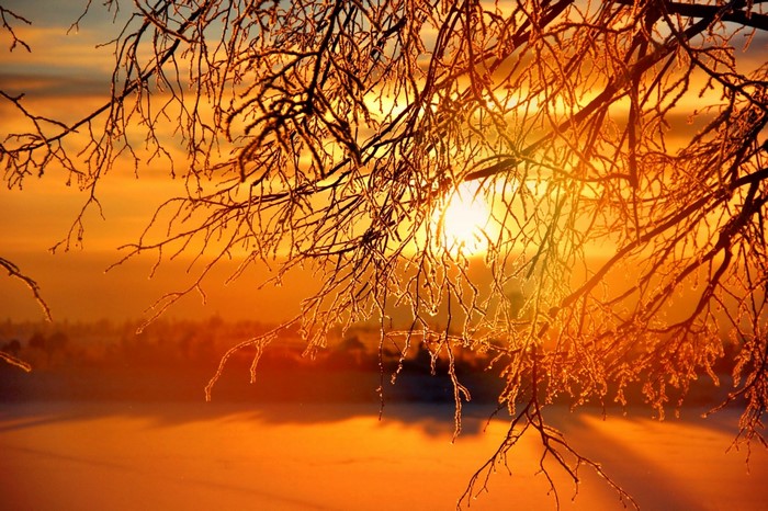 Sunlight through frosted tree branches over a misty landscape