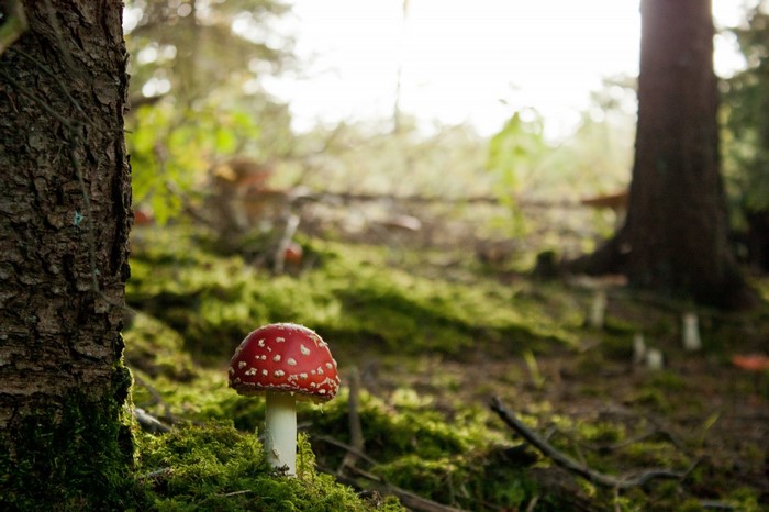Amanita muscaria mushroom in a mossy forest