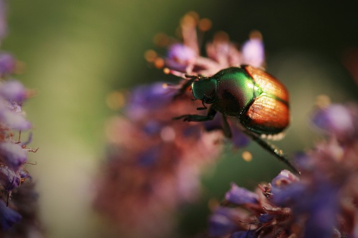 Close-up of a metallic green and copper beetle on purple flowers