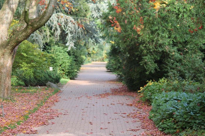 Autumn walkway lined with trees and fallen leaves