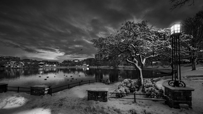 Monochrome winter landscape with snow-covered trees and a lake