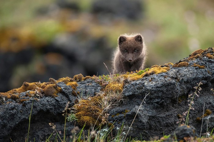 A young arctic fox cub on mossy rocks