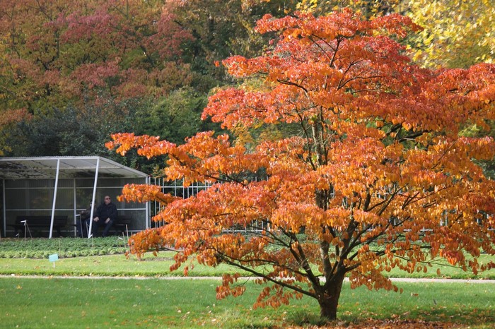 Autumn tree with orange leaves near a shelter