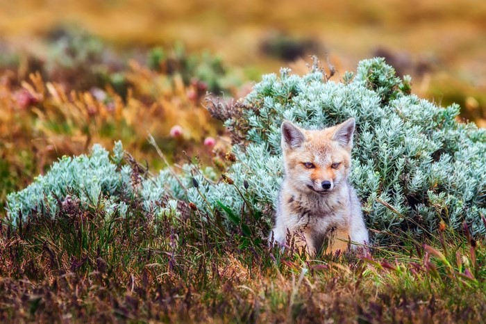 Fox sitting in tall grass and bushes