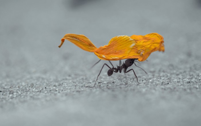 Ant carrying a flower petal on textured ground