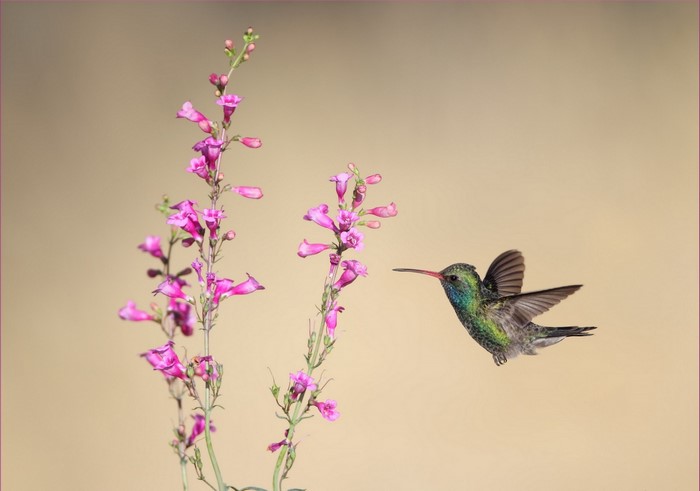 Vibrant Hummingbird Feeding on Pink Flowers