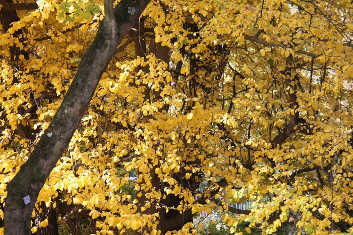 Tree with yellow autumn leaves and trunk