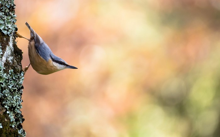 Autumn Bird Perched on Tree Branch in Soft Sunlight