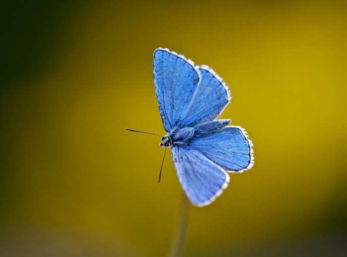 Blue butterfly on a plant stem with yellow background