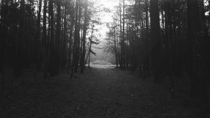 Path through a dark forest with sunlight in the distance
