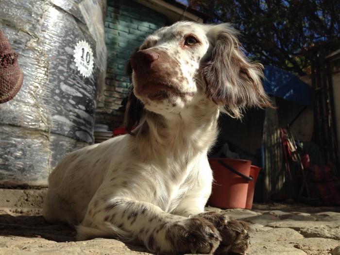 English Setter dog lying down outdoors