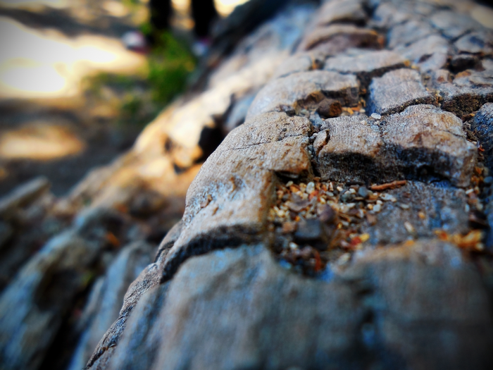 Close up of cracked wood with pebbles and dirt