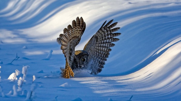 Great Gray Owl landing in the snow