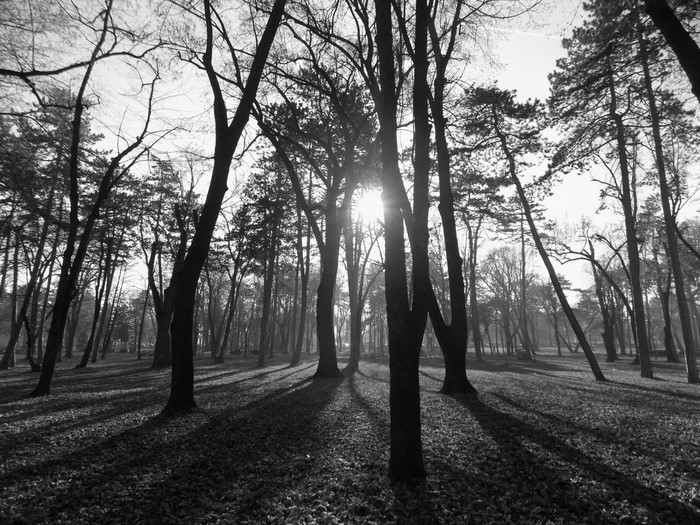 Sunlight filtering through trees in a park