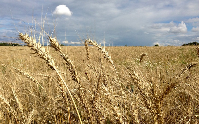 Wheat field under a cloudy sky