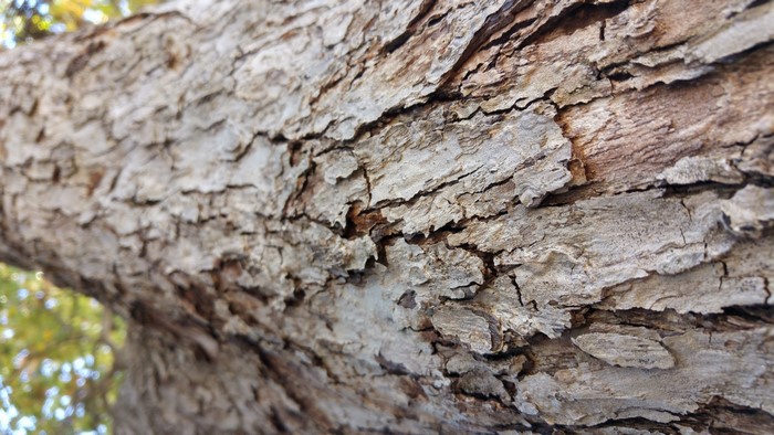 Close-up of tree bark texture