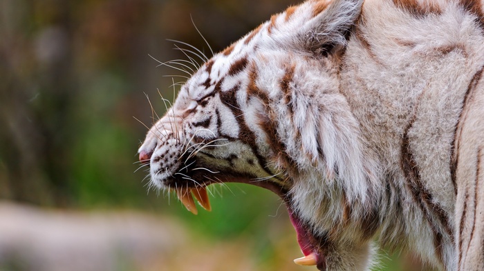 White tiger yawning with mouth open