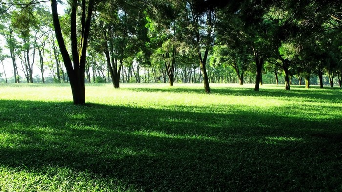 A sunlit green lawn with trees in a park