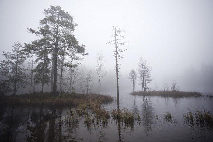 Misty lake with trees and dry grass