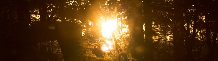 Sunlight shining through trees in a forest