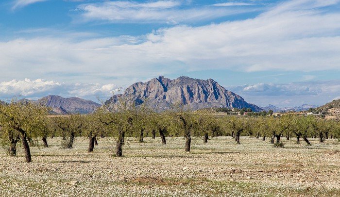 Almond trees in bloom with mountains in the background