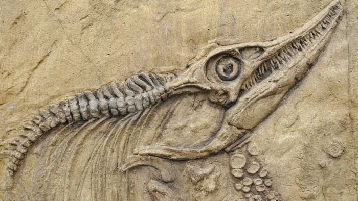 Fossilized skeleton of a prehistoric marine reptile