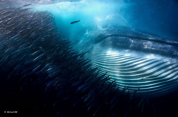 Whale feeding on a shoal of fish underwater
