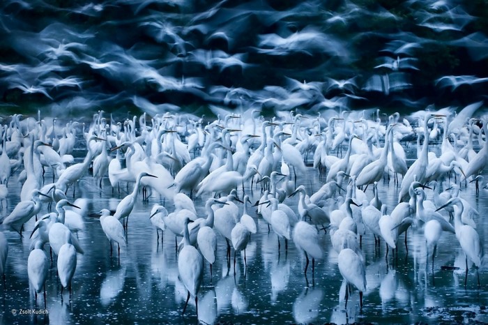 Flock of Great Egrets in Water with Long Exposure