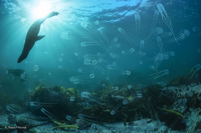 Seal swimming among jellyfish underwater