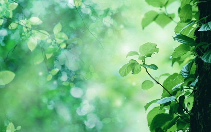 Green leaves and branches in sunlight