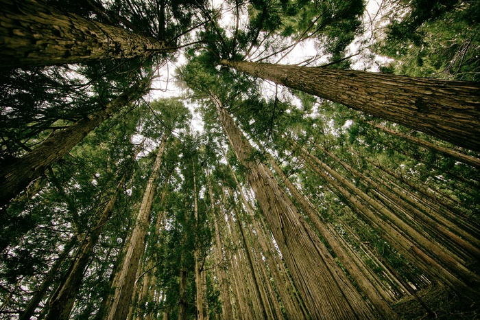 Tall trees in a green forest