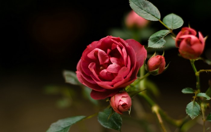 Red rose with buds and green leaves