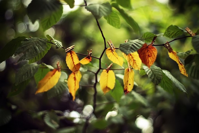 Autumn leaves clipped to a branch with clothespins