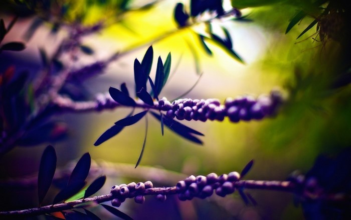 Close up of purple flowers on a branch