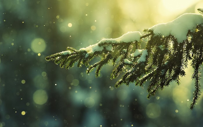Snow-covered pine branch in sunlight
