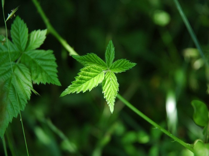Close-Up of Green Leaf with Natural Light