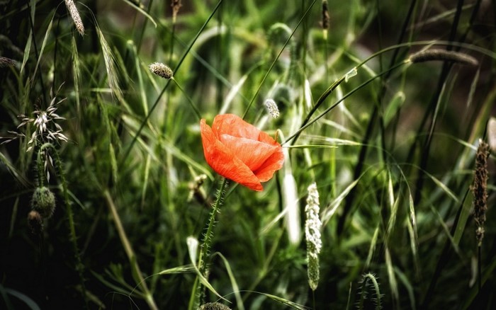 Orange poppy flower in green grass