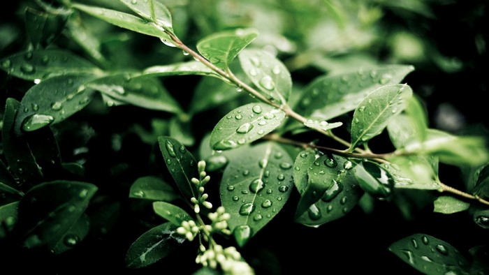 Green leaves with water droplets on a branch