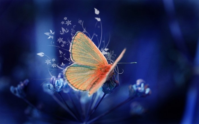 Orange and green butterfly on blue flowers
