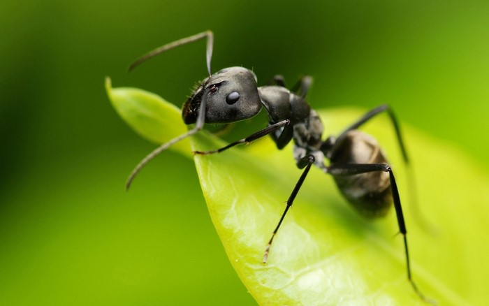 Macro photography of a black ant on a green leaf