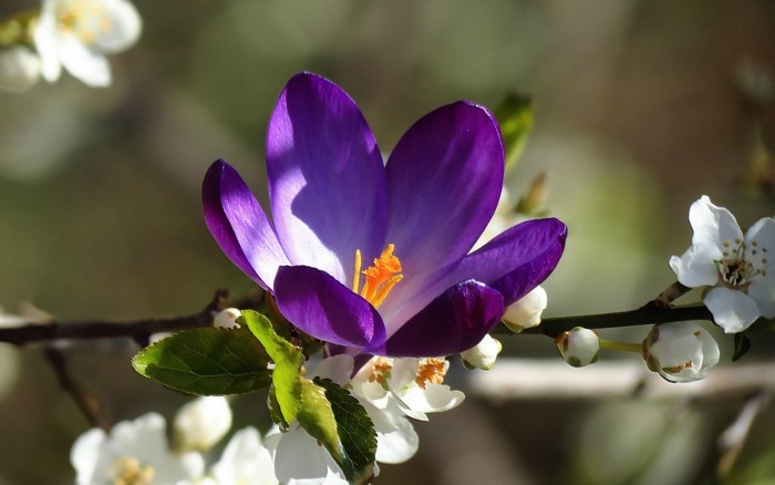 Purple crocus flower with white blossoms on a branch