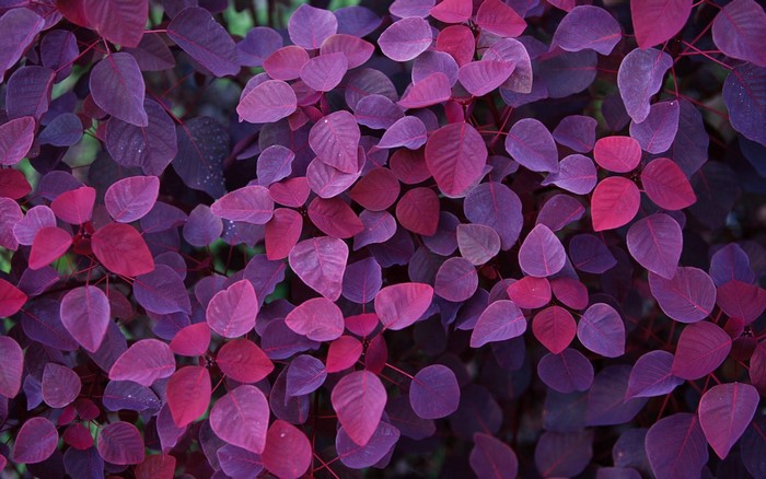 Purple and pink leaves of a plant