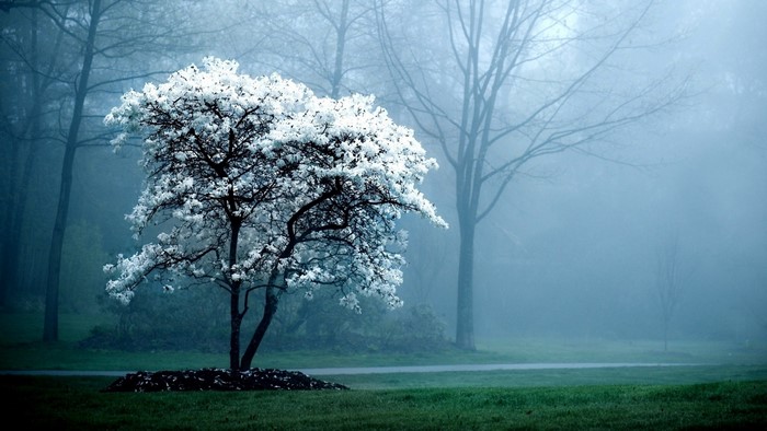 Tree with white flowers in misty forest