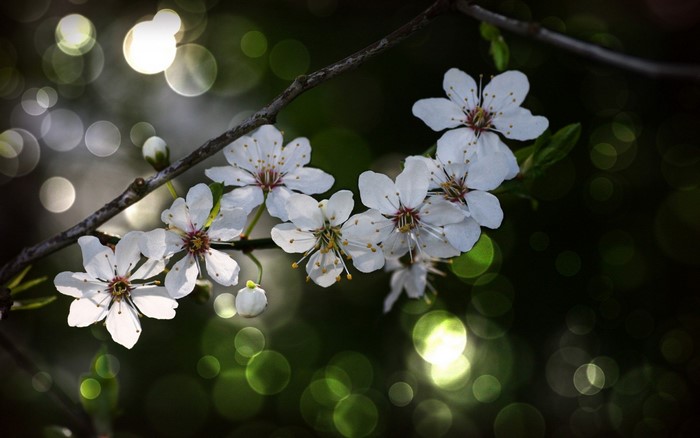 White cherry blossoms on a branch with bokeh background