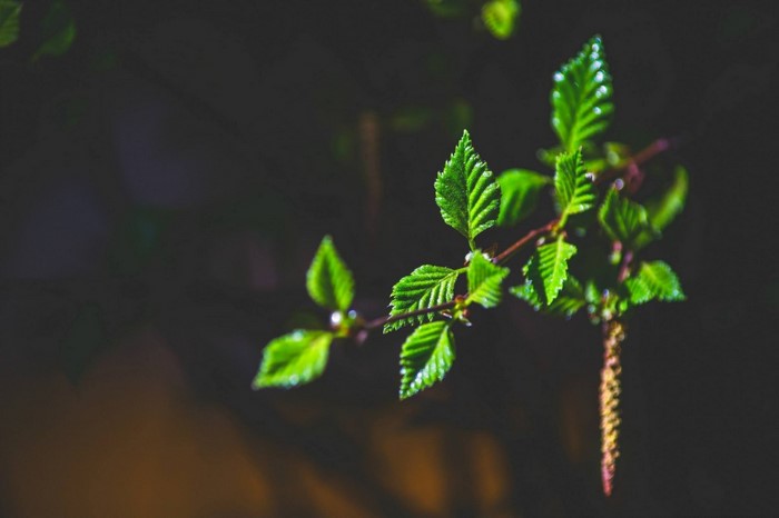 Green leaves on a branch with a catkin