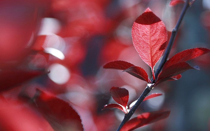 Close up of red leaves on a branch